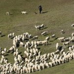 Pastore sorveglia il gregge nei pressi del Rifugio dell'Assietta (Foto L. Giunti))